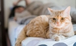 Защо котката пикаше на леглото?